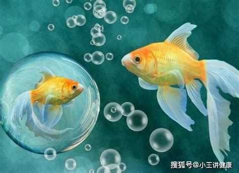 哪一種魚最好養|10種激推!給新手的魚~養這些!讓你告別養魚殺手~【憩魚水族】